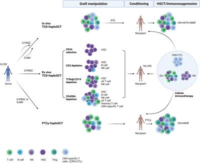 CMV Infection and CMV-Specific Immune Reconstitution Following Haploidentical Stem Cell Transplantation: An Update